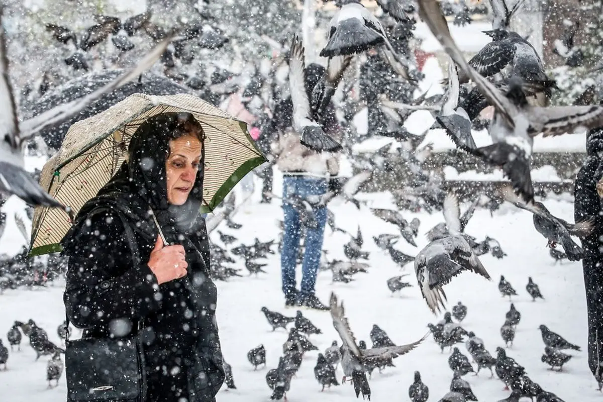 تصاویری رویایی از کبوترهای میدان شهرداری رشت
